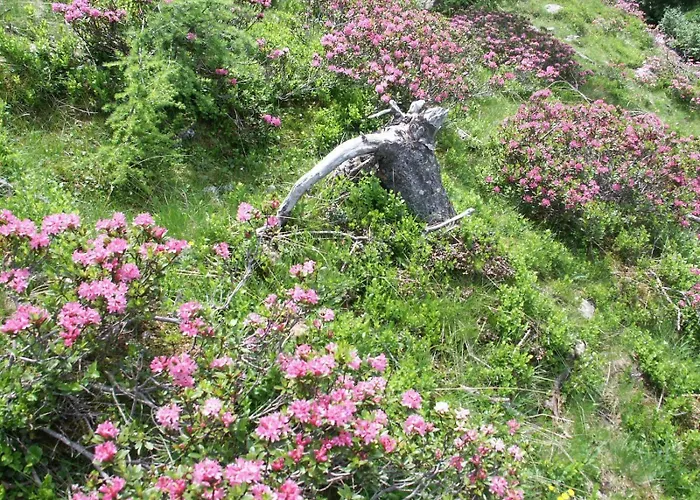 Steidl Apartamento *